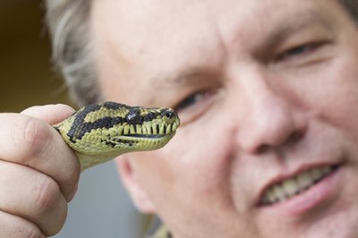 Tierheim-Mitarbeiter Andreas Ebel mit Teppichpython Goliath.