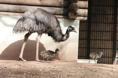 Auch bei den Emus kamen Jungtiere zur Welt.