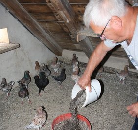 Frieder Pansa aus Langenhessen schwört auf eine spezielle Futtermischung. Der 66-Jährige verfüttert einen Mix aus Grit, Sand, Muschelkalk sowie getrocknetem und gesiebtem Heilmoor an seine Tauben.