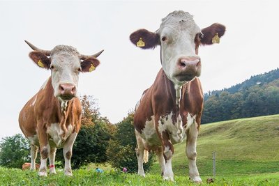 Das Foto dient der Illustration. Die Tiere auf dem Bild sind gesund. 