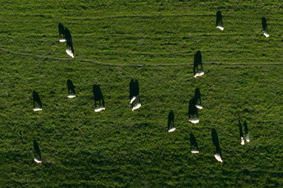 Schafe auf einem Deich in Nordenham werfen lange Schatten.