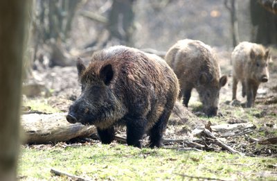 Der Tierpark der Stadt Chemnitz hat seinen gesamten Wildschweinbestand töten lassen.