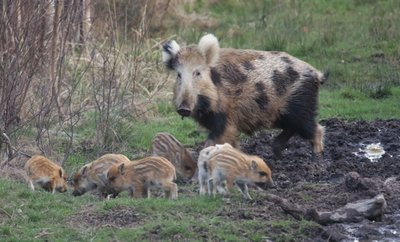 Eine Bache mit ihren Jungtieren - fotografiert im Werdauer Wald.
