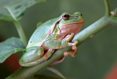 Will bei Sonnenschein hoch hinaus: der Laubfrosch.