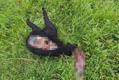 Das gerissene Schaf war etwa ein Vierteljahr alt. Ein Gutachter der Fachstelle Wolf war vor Ort. Auch eine DNA-Probe wurde genommen, aber nicht ausgewertet.