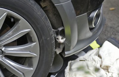 Diese junge Katze befreiten Feuerwehrleute aus dem Motorraum eines Autos.