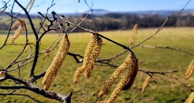 In Großrückerswalde sind die Kätzchen der Hasel schon deutlich sichtbar. In den Kammlagen wachsen sie gerade heran. 