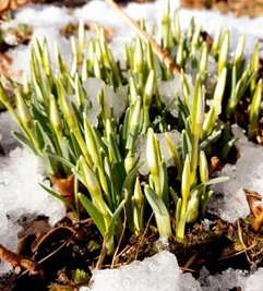 Ein bereits blühendes Schneeglöckchen bei Rübenau.