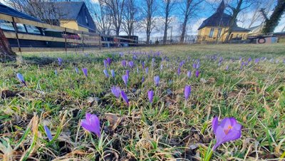 Im Amtsberger Ortsteil Schlößchen sind bereits die ersten Krokusse zu sehen. Evelin Kempe, die die Blumen dort beobachtet, berichtet, dass die ersten Exemplare schon vor 14 Tagen geblüht hätten.