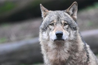 Wölfe sind streng geschützt. Mildenau liegt nicht weit entfernt vom Wolfsrudel-Territorium Výsluni, das laut der zuständigen Fachstelle zum größten Teil in Tschechien liegt.