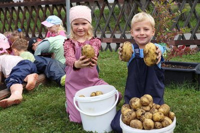 Tolle Knollen haben die Mädchen und Jungen der „Fuchsgruppe“ aus dem Boden geholt.