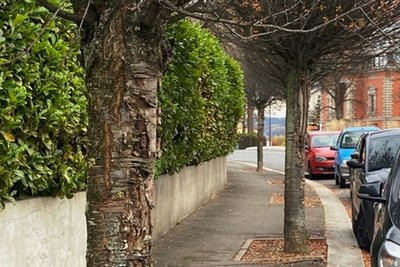 An diesen Bäumen an der Bahnhofstraße ist die Rinde großflächig aufgeplatzt. 