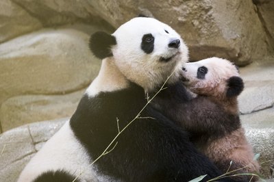 Der kleinen Panda Yuan Meng herzt der seine Mutter, Huan Huan.