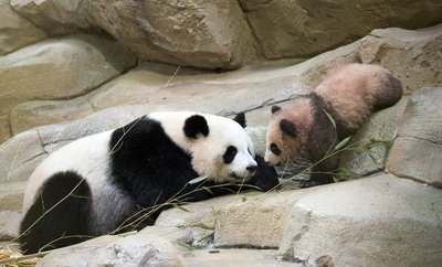 Der kleinen Panda Yuan Meng frisst Bambus mit seiner Mutter, Huan Huan im Zoo in Saint-Aignan-sur-Cher (Frankreich).