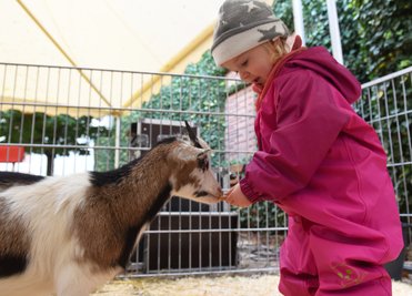 Die zweijährige Thea aht mit den Zicklein. Sie werden gestreichelt und gefüttert. 
