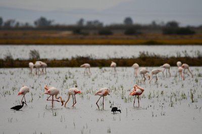 Rosafarbene Flamingos im Doñana-Nationalpark.