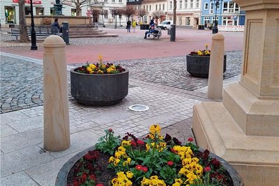 Frühlingserwachen in Crimmitschau: Blumenkübel zieren den Marktplatz in der Innenstadt. 