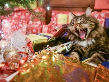 Das Tierheim in Chemnitz vermittelt in der Weihnachtszeit keine Tiere.