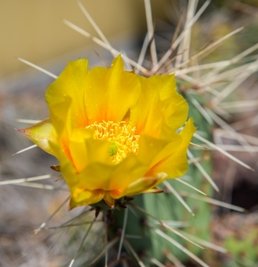 Eine blühende Opuntia in gelber Farbe aus der Kakteenzucht des Neukircheners Siegfried Richter.