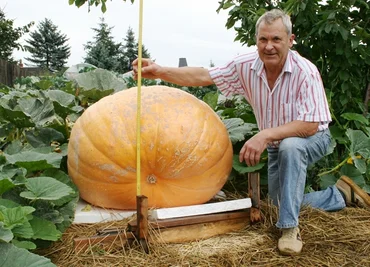 
              <p class="artikelinhalt">Der passionierte Rekordjäger Rainer Drechsler aus Leukersdorf und sein gigantischer Kürbis.</p>
            
