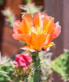 Eine Opuntia, die es in verschiedenen Farbvarianten gibt, aus der Kakteenzucht von Siegfried Richter.