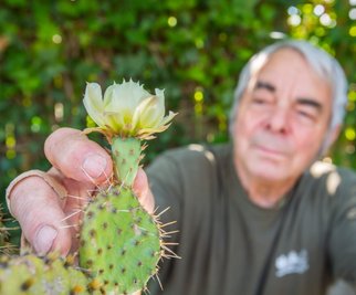 Der Neukirchen Kakteensammler Siegfried Richter mit einer blühenden Opuntia. Der 78-Jährige hat sich auch auf die Zucht winterharter Kakteen spezialisiert.