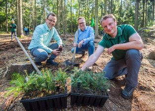 500 kleine Weißtannen für den Erhalt des Stadtwaldes - Neue Bäume für den Auer Kommunalwald: Im Bild sind (v. l.) CDU-Landtagsabgeordneter Eric Dietrich, der Geschäftsführer der Stadtwerke Aue-Bad Schlema, René Rücker, sowie der Geschäftsführer der Stiftung "Wald für Sachsen", Henrik Lindner.
