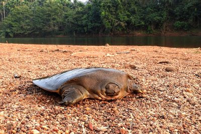 Die Cantors Riesen-Weichschildkröte (Pelochelys cantorii) gehört zu den bedrohten Arten, die auf der Roten Liste der Weltnaturschutzunion stehen.