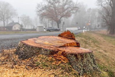 In Vorbereitung auf das Millionenprojekt wurden dutzende Bäume gefällt. Mitte April soll der Ausbau der Kreisstraße zwischen Sehma und Walthersdorf beginnen – unter Vollsperrung.