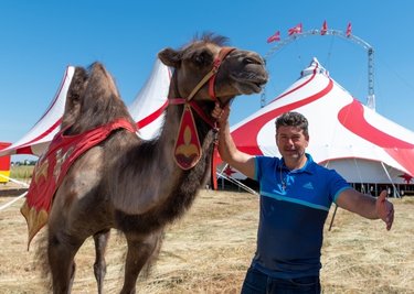 Der "Circus Magic" gastiert in Mittweida: Samuel Endres zeigt einen der tierischen Stars, das Kamel Ali. Gleich vier davon ziehen durch die Manege, während Luftakrobaten über sie turnen.