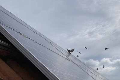 Abflug. Kaum ist das Dachfenster geöffnet, bringen sich die Tauben in Windeseile in Sicherheit. Während des Rundflugs gurrt es auf dem Dach jedoch weiter - die Nester unter den Solarpaneelen sind besetzt.