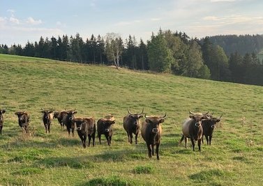 Jens Ellinger aus Oberwiesenthal und Uwe Stöckel, der mit der gleichnamigen Genussmomente GmbH einen Waldgasthof und ein Hotel im Erzgebirge betreibt und selbst eine Auerochsenherde besitzt, haben die Erzland Manufaktur GmbH gegründet.