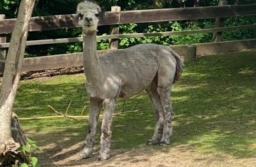 Wieder "nackig": die Alpakas im Zoo der Minis. 