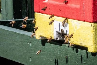 Sabine Schaufler hat sich für Buckfast-Bienen entschieden.