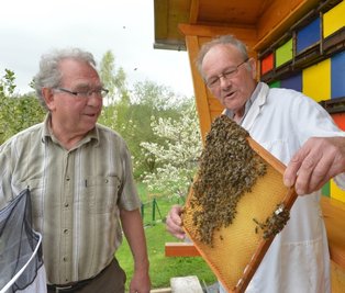 Klaus-Jürgen Arnold und Gotthold May ( v. l.) bei der Fachsimpelei an einer Bienenwabe. Die beiden Imker betreiben ihr Hobby seit 50 Jahren.