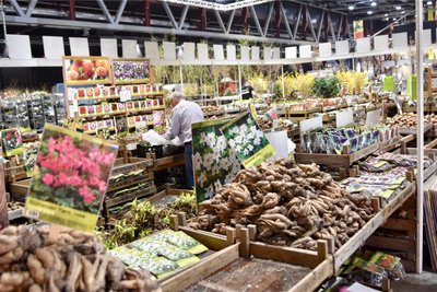 Zahlreiche Blumenzwiebeln und Kräuter werden derzeit in der Messe Chemnitz drapiert.