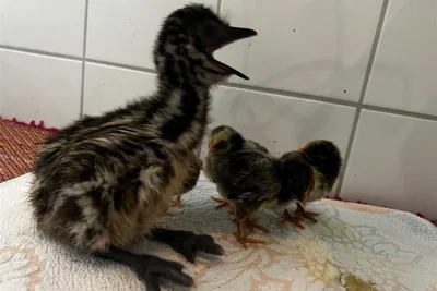 Was da seinen Schnabel aufreißt, ist ein Emu-Küken, Gesellschaft leisten ihm Hühner-Küken.