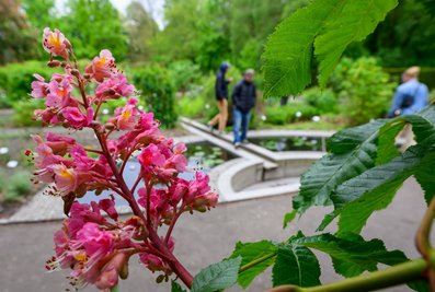 Der Apothekergarten Leipzig gehört zum Botanischen Garten der Universität. 