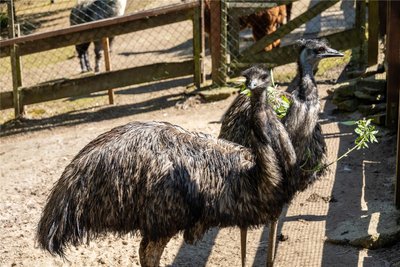 Hanna und Franz sind das Emu-Paar im Auer Zoo der Minis.