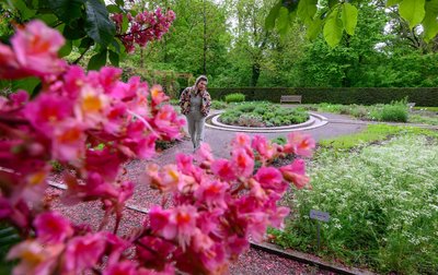 Eine Rote Rosskastanie blüht im Apothekergarten in Leipzig. 