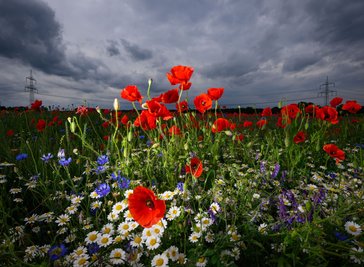 Blühende Sommerblumen heben sich vor dunklen Regenwolken ab.