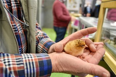 In Halle 2 soll es vor allem Angebote für Kinder geben. Sie können zum Beispiel frisch geschlüpfte Küken beobachten.