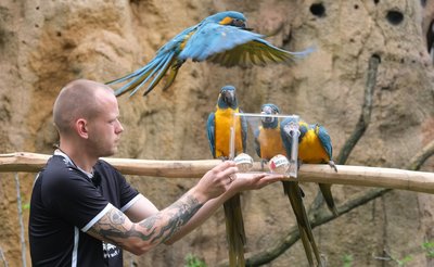 Papageien im Leipziger Zoo als Orakel: Blaukehl-Aras begutachten neben Tierpfleger Florian Ullmann Bälle mit Markierungen der FIFA Fußball-Weltmeisterschafts-Teilnehmerländer Mexiko und Südafrika.