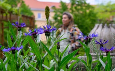 Besucher treffen im Leipziger Apothekergarten auf Arznei- und Giftpflanzen. Hier im Bild die Berg-Flockenblume. 