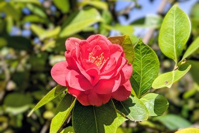Exotische Blüte: Die Kamelie ist das florale Wahrzeichen von Opatija.