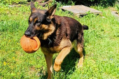 Vierbeiner wie Schäferhund Nils können im Tierheim Bockau nur begrenzt aufgenommen werden. Sein Herrchen gab ihn unter Tränen aus gesundheitlichen Gründen ab.