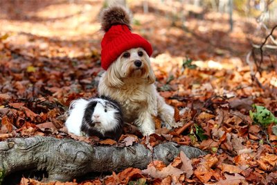 Auch das Foto von Lotte und Fritz (l.) überzeugte bei der Fotoabstimmung. Hinter Fritz steckt ein kleines Schicksal.