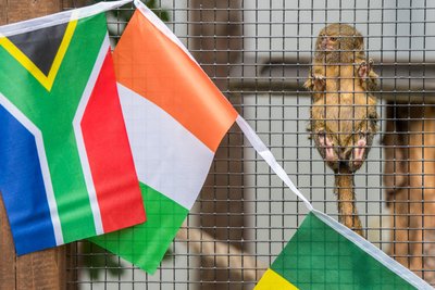Die Zwergseidenäffchen im Zoo in Aue verfolgten am Gitter gespannt, was sich vor ihrem Gehege tut.
