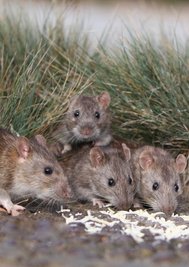 Das Ärgernis des Jahres: Was auf den Fotos so niedlich daher kommt, beschäftigt in Plauen die Behörden. Dutzende Ratten leben am Oberen Bahnhof - und nicht nur dort. Stadt und Landkreis schieben sich die Verantwortung hin und her - am Ende kommt aber doch der Kammerjäger. 