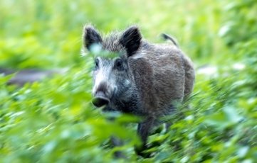 Wildschwein